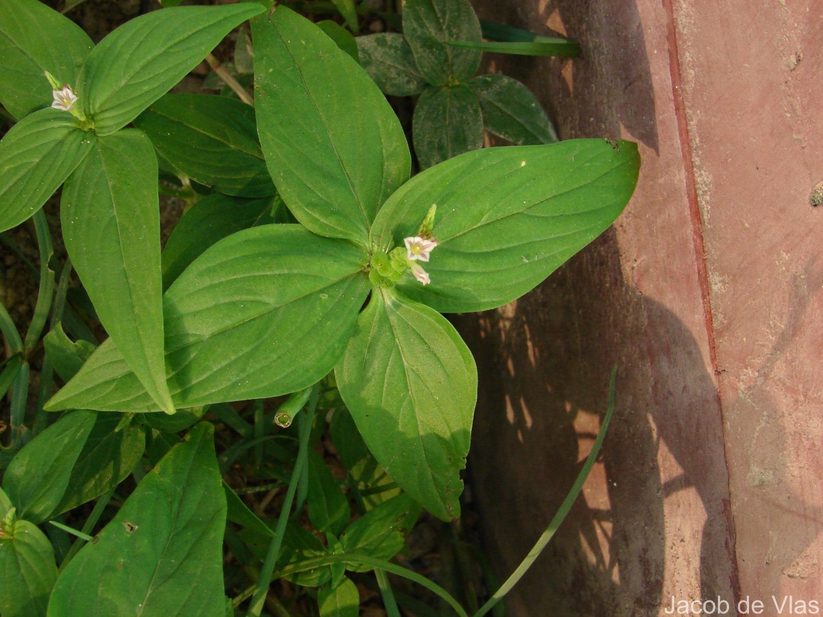 Spigelia anthelmia L.